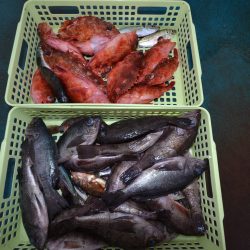 アジアマリンサービス 釣果