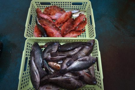 アジアマリンサービス 釣果