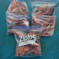 アジアマリンサービス 釣果