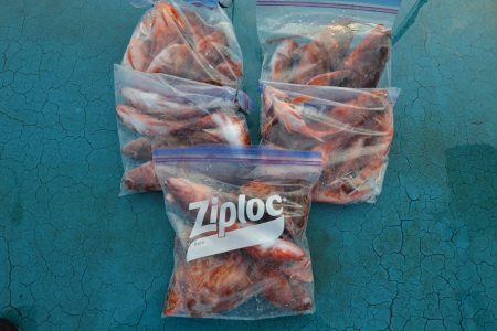 アジアマリンサービス 釣果