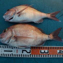 アジアマリンサービス 釣果