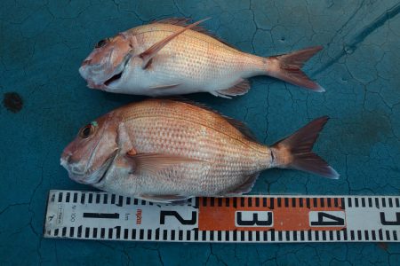 アジアマリンサービス 釣果