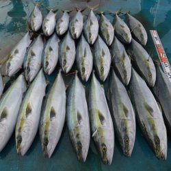 アジアマリンサービス 釣果