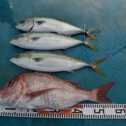 アジアマリンサービス 釣果