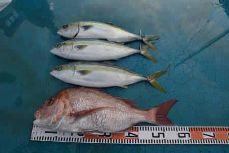 アジアマリンサービス 釣果