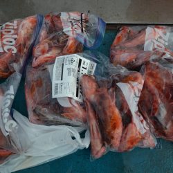 アジアマリンサービス 釣果