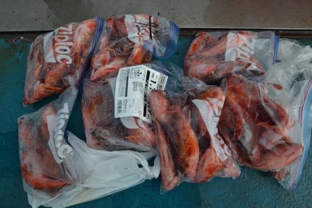 アジアマリンサービス 釣果