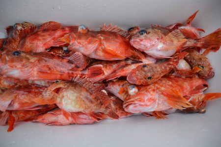 アジアマリンサービス 釣果