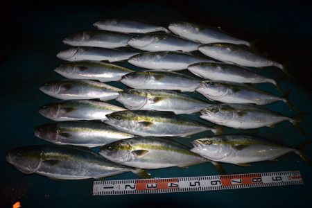 アジアマリンサービス 釣果