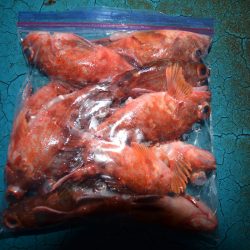 アジアマリンサービス 釣果