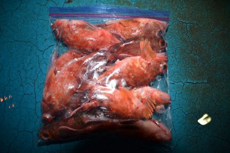 アジアマリンサービス 釣果