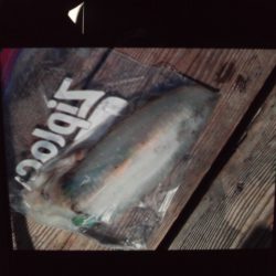 こかわ渡船　雅丸 釣果