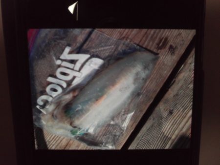 こかわ渡船　雅丸 釣果