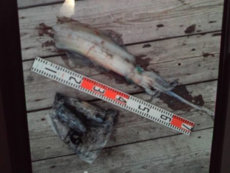 こかわ渡船　雅丸 釣果