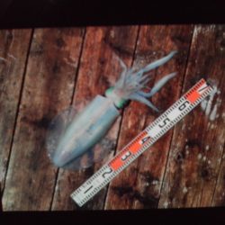 こかわ渡船　雅丸 釣果