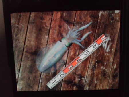 こかわ渡船　雅丸 釣果