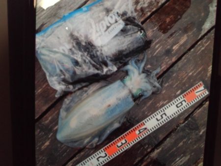 こかわ渡船　雅丸 釣果