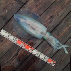 こかわ渡船　雅丸 釣果