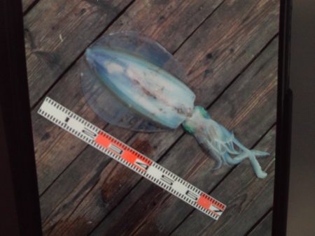 こかわ渡船　雅丸 釣果