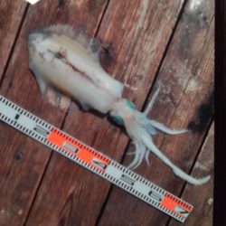 こかわ渡船　雅丸 釣果