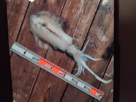 こかわ渡船　雅丸 釣果