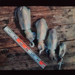 こかわ渡船　雅丸 釣果