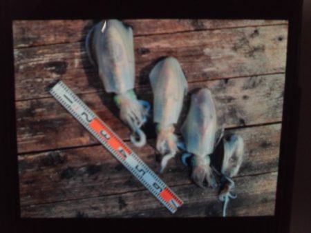 こかわ渡船　雅丸 釣果