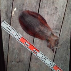 こかわ渡船　雅丸 釣果