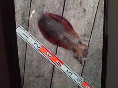 こかわ渡船　雅丸 釣果