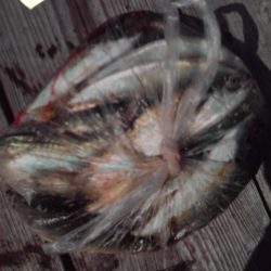 こかわ渡船　雅丸 釣果