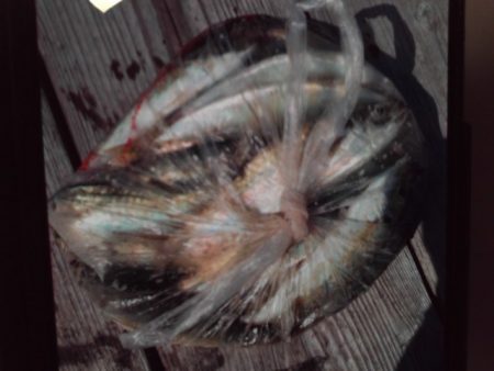 こかわ渡船　雅丸 釣果