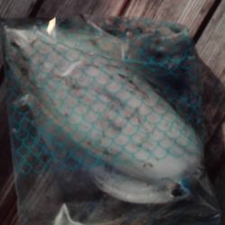 こかわ渡船　雅丸 釣果