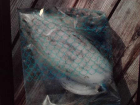 こかわ渡船　雅丸 釣果