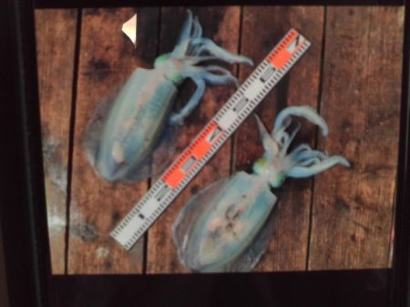 こかわ渡船　雅丸 釣果