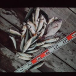 こかわ渡船　雅丸 釣果