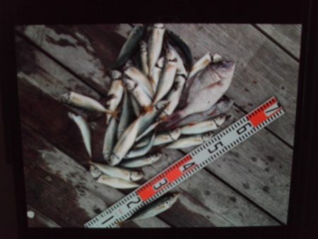 こかわ渡船　雅丸 釣果