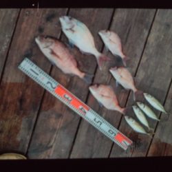 こかわ渡船　雅丸 釣果