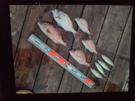 こかわ渡船　雅丸 釣果