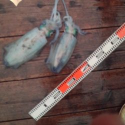 こかわ渡船　雅丸 釣果