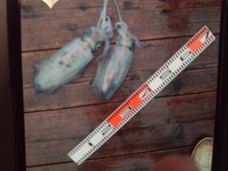 こかわ渡船　雅丸 釣果