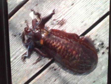 こかわ渡船　雅丸 釣果