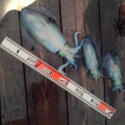 こかわ渡船　雅丸 釣果