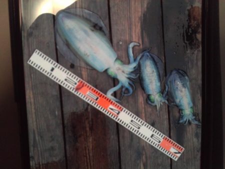 こかわ渡船　雅丸 釣果