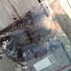 こかわ渡船　雅丸 釣果