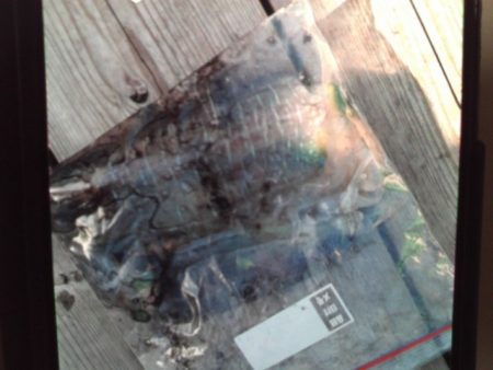 こかわ渡船　雅丸 釣果