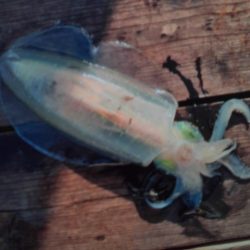 こかわ渡船　雅丸 釣果