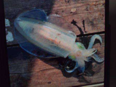 こかわ渡船　雅丸 釣果