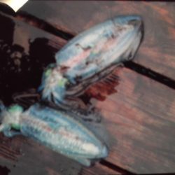 こかわ渡船　雅丸 釣果