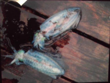 こかわ渡船　雅丸 釣果