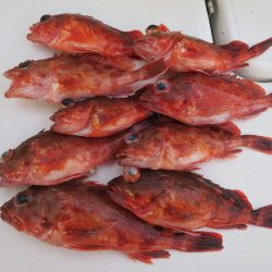 アジアマリンサービス 釣果